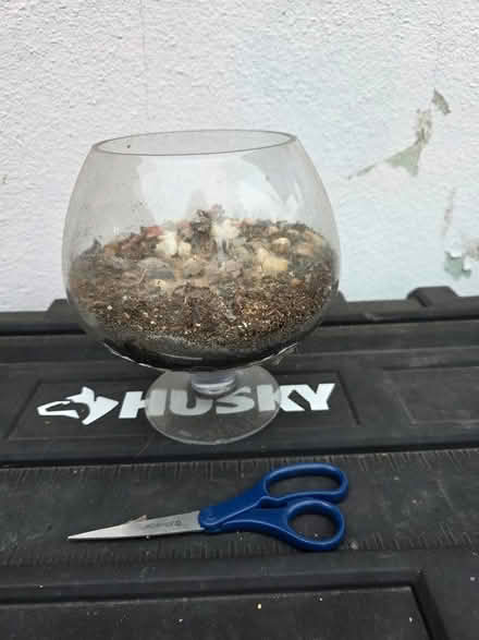 Photo of free Glass bowl for succulents (Lawrence & 101) #1