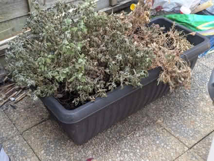 Photo of free Garden plants (Enfield EN3) #4