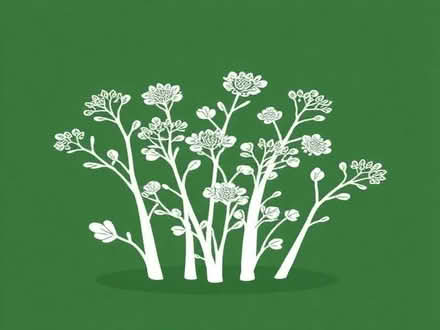 Photo of free Fennel plants (Chapel en le Frith SK23) #1