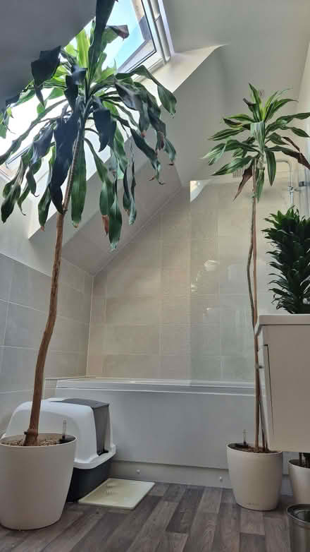 Photo of free Two large dracaena plants (Kidlington OX5) #2
