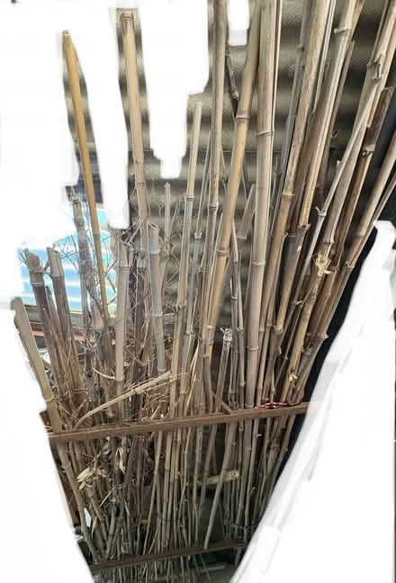 Photo of free Bamboo (Bexleyheath DA7) #1