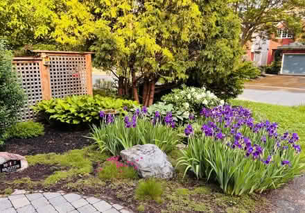Photo of free Curb Alert - Free Iris plants (Central Park) #1