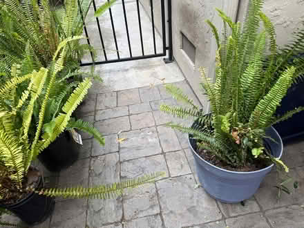 Photo of free sword ferns (Las Palmas) #3
