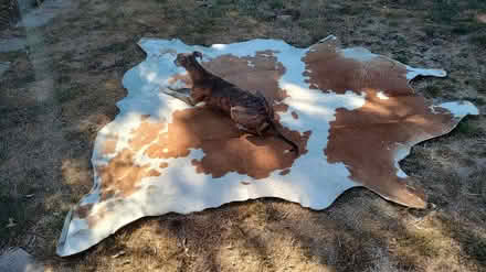 Photo of free Cow hide (Hastings TN34) #1