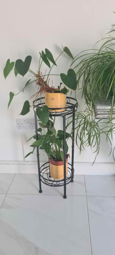 Photo of free House Plants & Stands (Kingsnorth TN25) #3