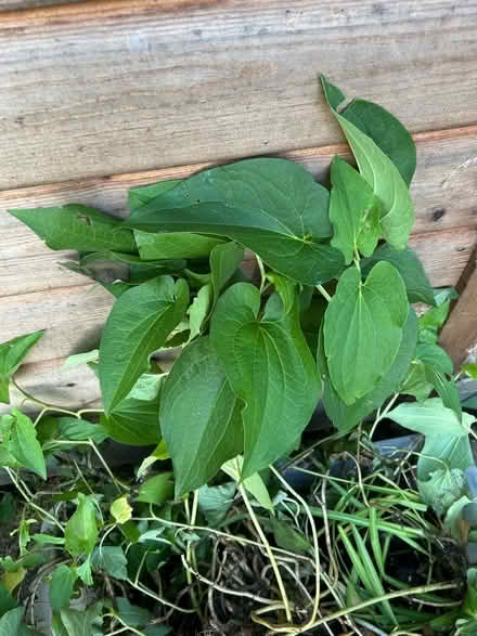 Photo of free Pond plant (Little Herberts GL53) #2
