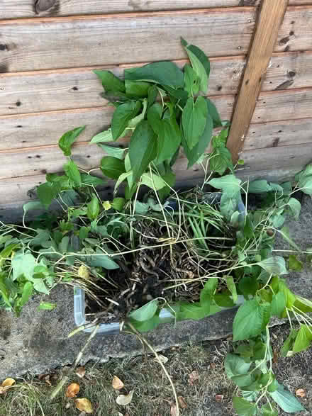 Photo of free Pond plant (Little Herberts GL53) #1