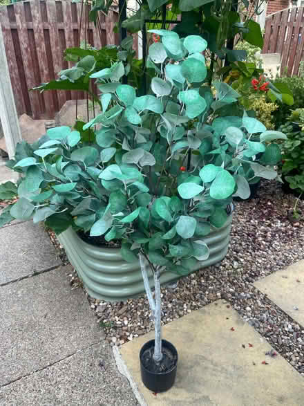 Photo of free Fake eucalyptus tree (Ecclesfield S35) #1