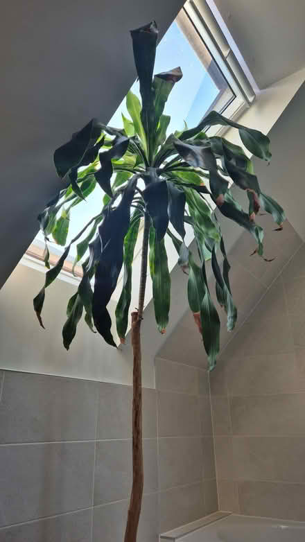 Photo of free Two large dracaena plants (Kidlington OX5) #1