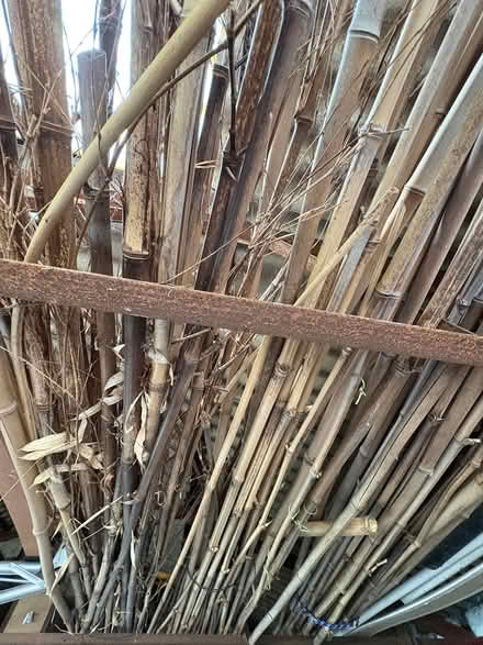 Photo of free Bamboo (Bexleyheath DA7) #2