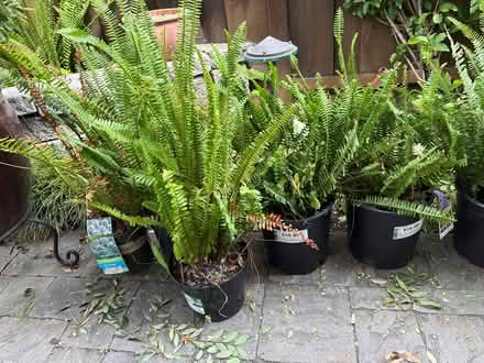 Photo of free sword ferns (Las Palmas) #1