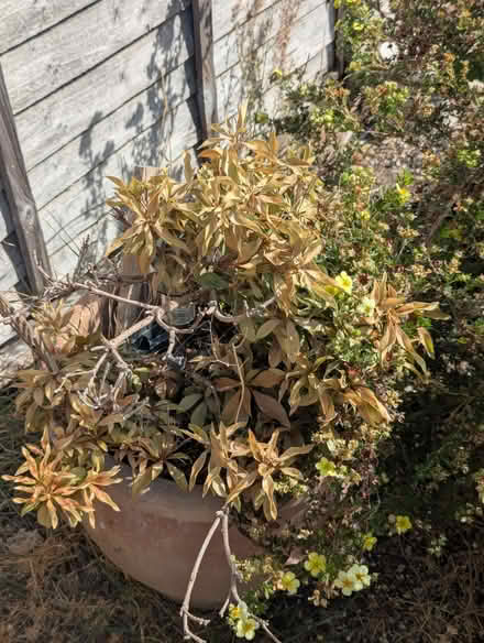 Photo of free Garden plants (Enfield EN3) #3