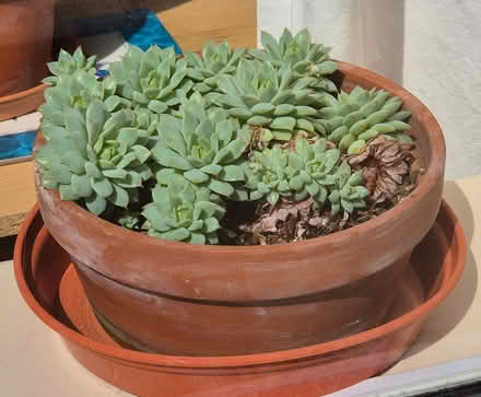 Photo of free Houseplant cutting (Kingsway BA2) #2