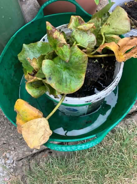 Photo of free Pond lily (Chesterfield S41) #2