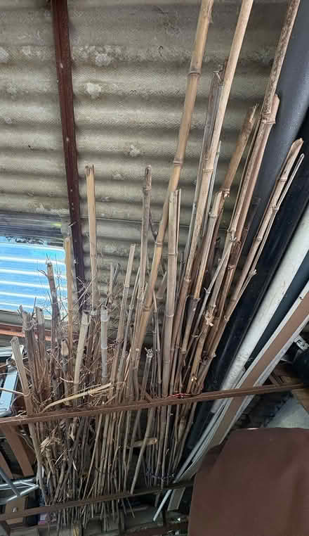 Photo of free Bamboo (Bexleyheath DA7) #3
