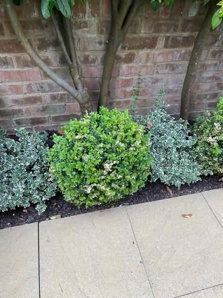 Photo of free Box Hedges (Hazlemere HP15) #3