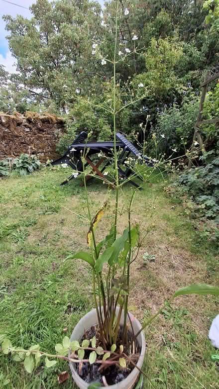 Photo of free Pond plants (Shap CA10) #1