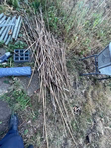 Photo of free Gardening support canes (Neatishead NR12) #2