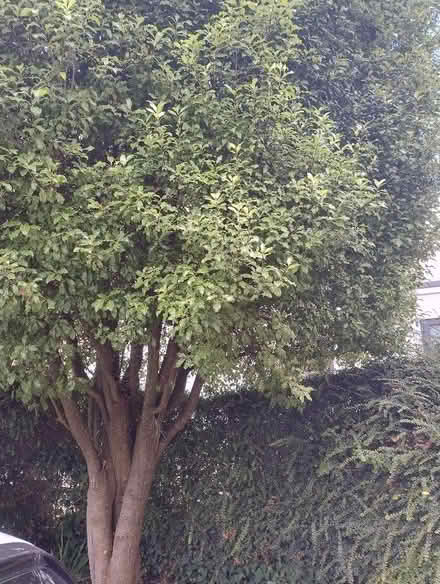 Photo of free Pittosporum (Wadebridge PL27) #2