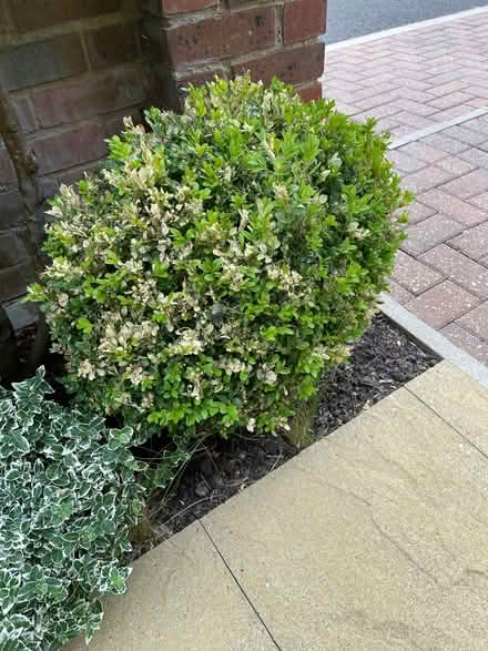 Photo of free Box Hedges (Hazlemere HP15) #1