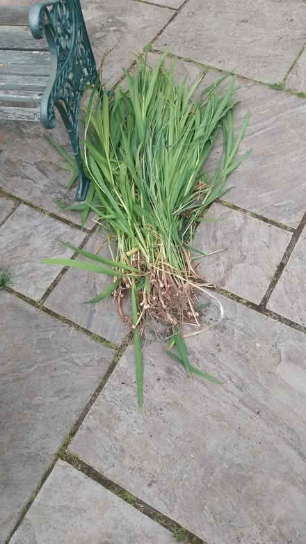 Photo of free Crocosmia (Carlisle CA2) #1
