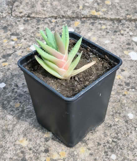 Photo of free Aloe cutting (Kingsway BA2) #1