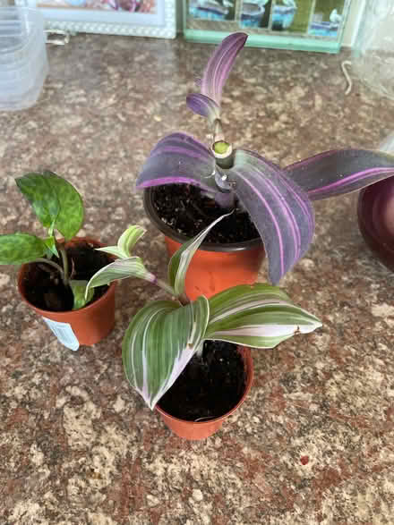 Photo of free Indoor Plants (Chilwell NG9) #1