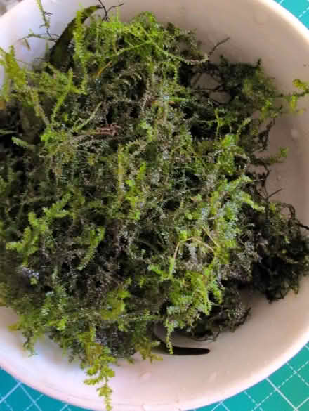 Photo of free Java moss for aquarium (Bear Flat BA2) #1