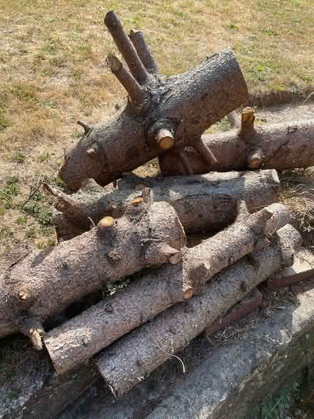Photo of free Logs (High Wycombe HP13) #1