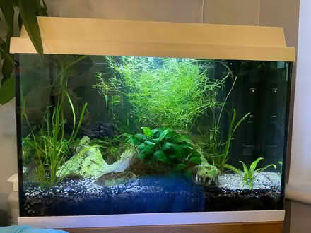 Photo of free Fish tank (Woodmancote GL11) #1