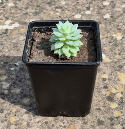 Photo of free Houseplant cutting (Kingsway BA2) #1