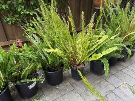 Photo of free sword ferns (Las Palmas) #2