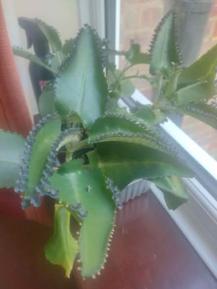 Photo of free Houseplant KALANCHOE DAIGREMONTIANA (Six Ways AL8) #1
