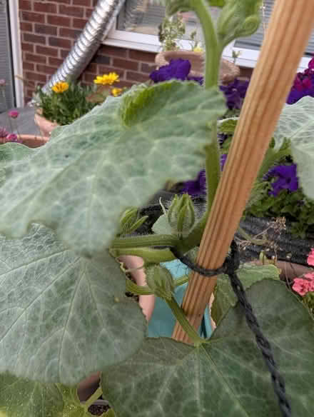 Photo of free Butternut squash plant (Cranham Gate GL3) #2