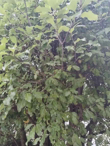 Photo of free Pittosporum (Wadebridge PL27) #1