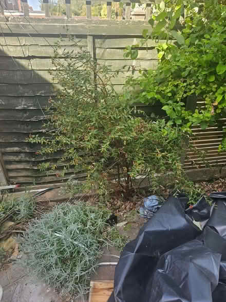 Photo of free Tree hypericum (Bromham MK43) #1