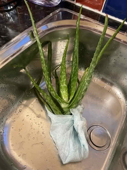 Photo of free Aloe Vera Plant (Ramsgate CT11) #1