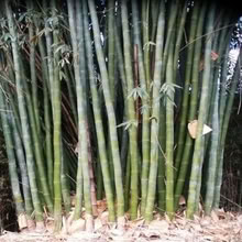 Photo of Big bamboo Single piece at least 60mm and 1500mm long (Presteigne LD8) #1