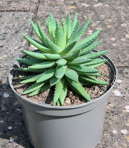 Photo of free Aloe cutting (Kingsway BA2) #2