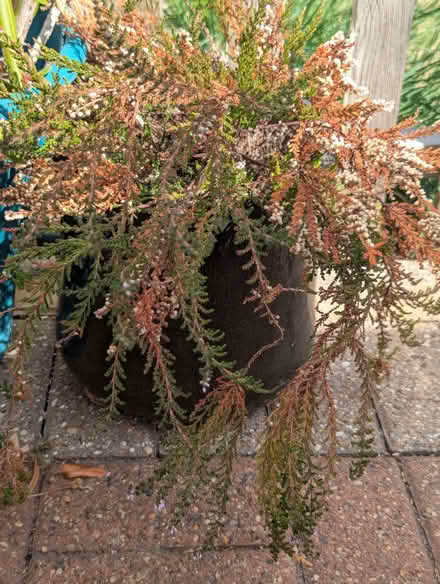 Photo of free Garden plants (Enfield EN3) #1