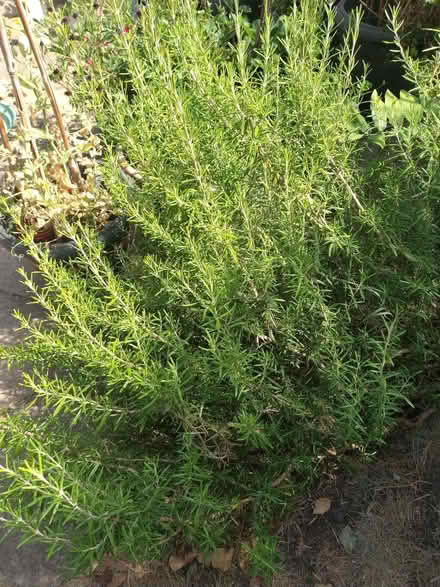 Photo of free Bunches of Rosemary (Enfield EN2) #1