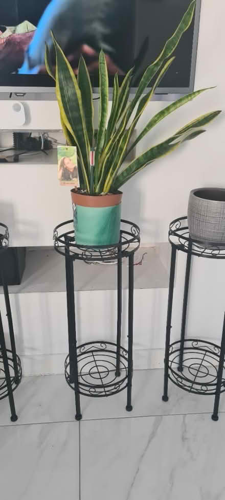 Photo of free House Plants & Stands (Kingsnorth TN25) #2