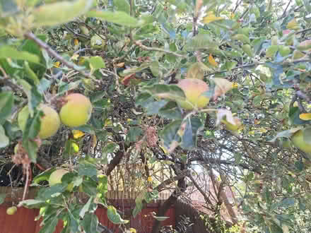 Photo of free Apples (Raf Wyton PE28) #1