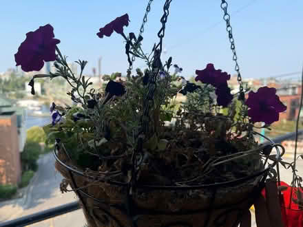 Photo of free Petunias and purple hummer feeder (Eastlake) #1