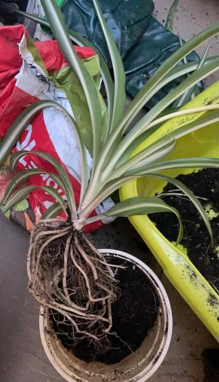 Photo of free Spider Plant (Ramsgate CT11) #1