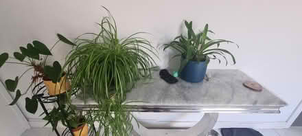 Photo of free House Plants & Stands (Kingsnorth TN25) #4