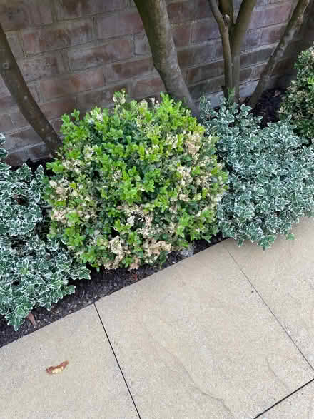 Photo of free Box Hedges (Hazlemere HP15) #2