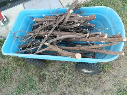 Photo of free logs (taunton TA4) #1