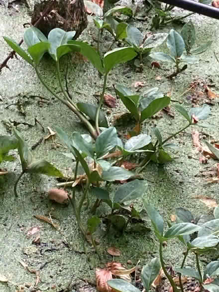 Photo of free Big bean pond plant (Chad Valley B16) #1