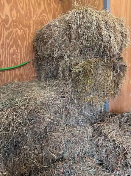 Photo of free 2025 hay and some older. (Wortham IP22) #1